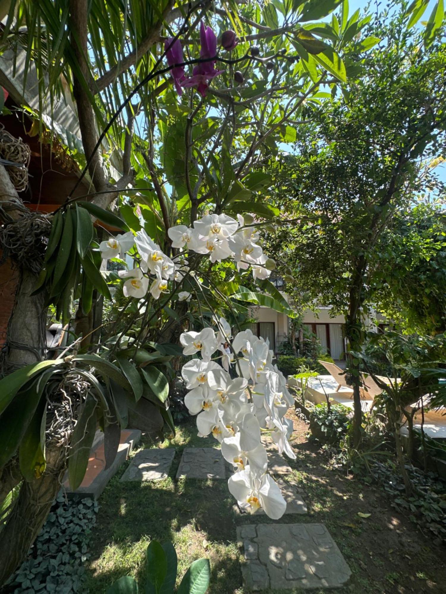 Diuma Residence Yoga Meditation Retreat And Healing Center Sanur Eksteriør bilde